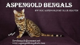 AspenGold Bengals photo