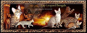 Lap Leopard Bengals photo